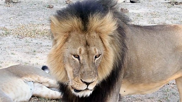 Zimbabvėje sklando pranešimas, kad nušautas liūto Cecilio brolis