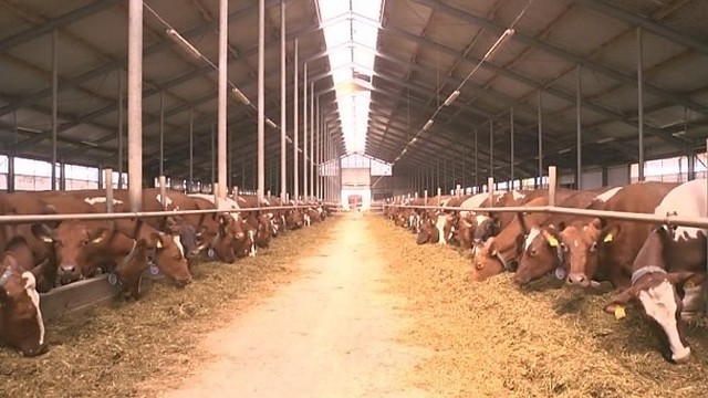 Žemos pieno kainos naikina ūkius (I)