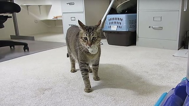 Neįtikėtina: katė išmoko naudotis aparatu, kad gautų ėsti
