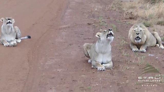 To dar nesate regėję: dainuojantys liūtai nustebino daktarą