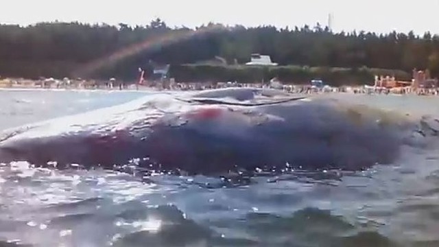 Į Baltijos jūros paplūdimį atklydo banginis