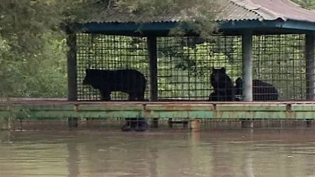 Patvinusi upė Rusijos zoologijos sode įkalino 14 meškų