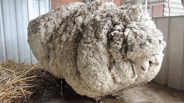 Australijoje rastas nė karto neapkirptas avinas