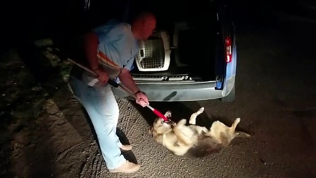 Užfiksuotas žiaurus „Nuaro“ gelbėtojo elgesys su sužeistu šuniu
