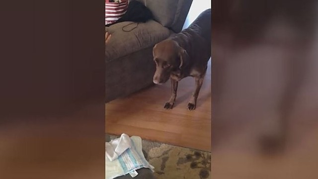 Neįtikėtina šuns reakcija sužinojus, kad namuose atsiras kūdikis