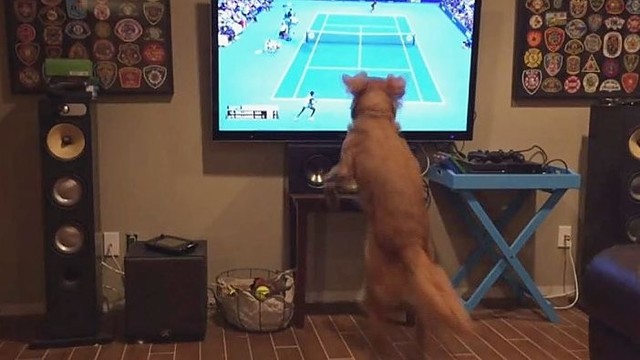 Retriveris sužavėjo tūkstančius internautų, nes yra teniso fanas