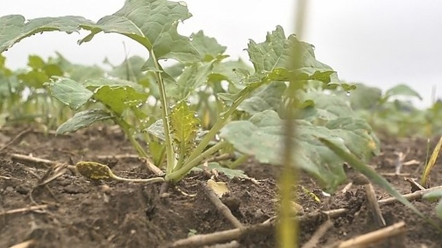 Kaip padėti žieminiams pasėliams iškęsti šaltąjį laiką? (II)