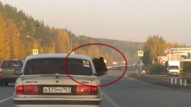 Taip būna tik Rusijoje: vairuoja „Volgą“ ir vežasi mešką
