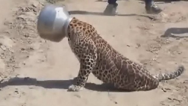 Su puodu ant galvos slampinėjęs leopardas stebino žmones