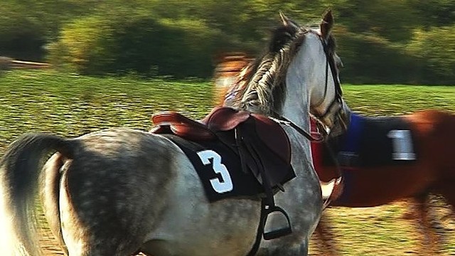 Riešės hipodrome – tūkstančius eurų kainuojantys žirgai