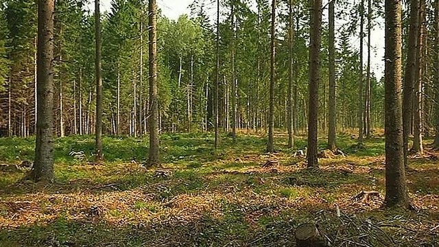 Miškasodis: kodėl po 100 metų išlieka tik 300-700 medžių? (II)