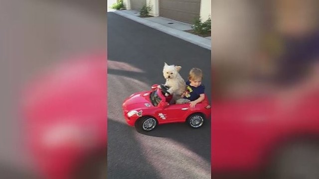 Žmones stebina šuniuko sugebėjimas vairuoti