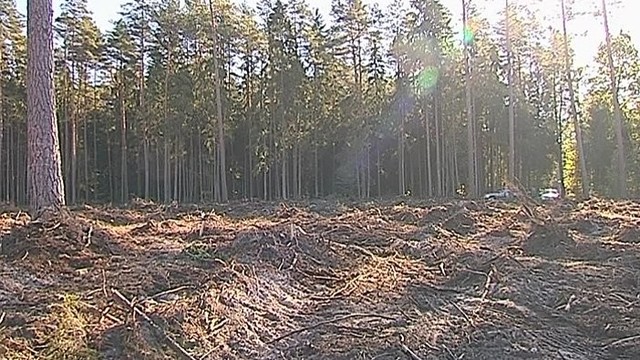 Medienos vagys dažniau kėsinasi į valstybinius miškus (II)