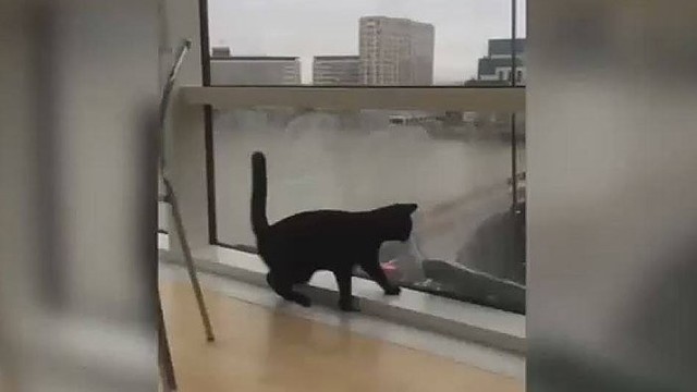 Nuotaikingas vaizdelis: katino kova su langų plovėju