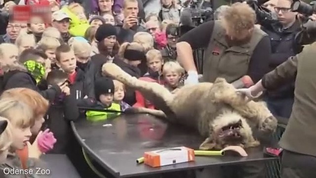 Danijos zoologijos sodas vaikų akyse išdarinėja liūtą