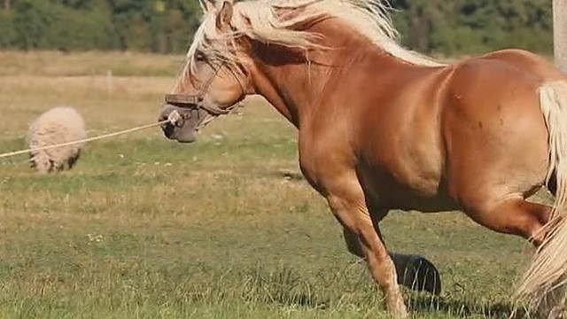 Lazdijų rajone gausu retų veislių gyvulių (II)