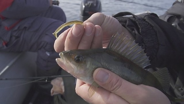 Ar „guminukų“ spalva turi įtakos žvejybai? (II)