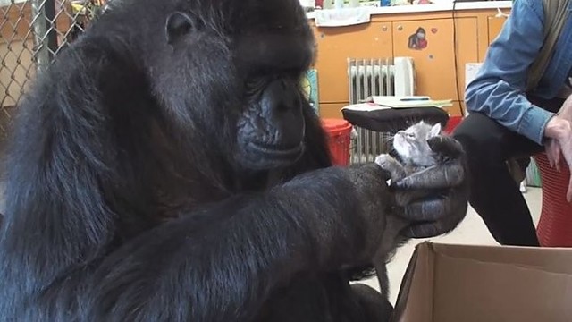 Gorilos rūpestis paliktais kačiukais sujaudins kiekvieną
