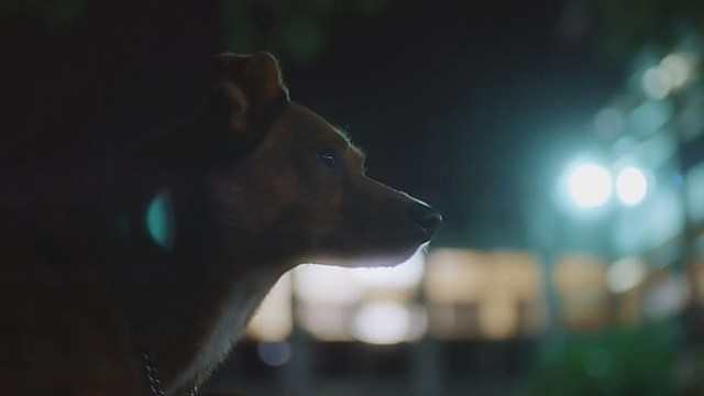 Iki ašarų: reklama su šunimi palietė milijonus širdžių