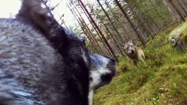 Kamera užfiksavo kraują stingdantį šuns ir vilkų susidūrimą