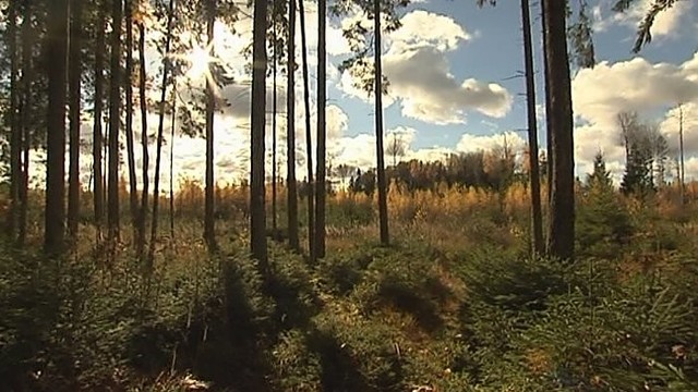 Kaip atkuriami miškai Šiaulių urėdijoje? (I)