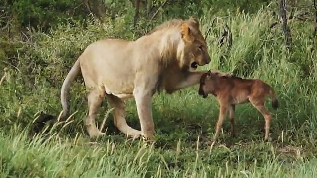 Netikėta liūto ir buivolo jauniklio pažinties atomazga