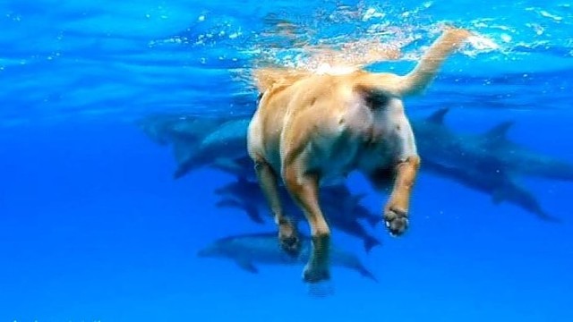 Užburiantis šuns pasiplaukiojimas su delfinais