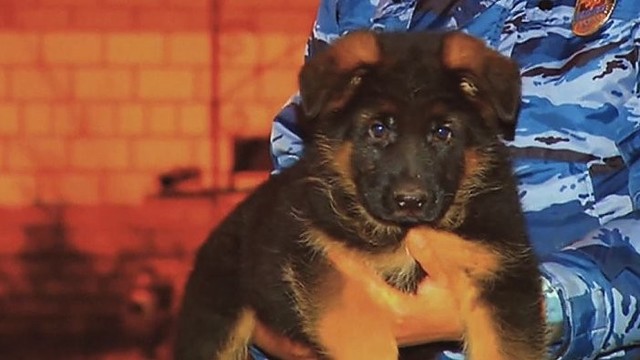 Rusija siunčia Prancūzijai tarnybinį šuniuką
