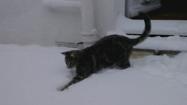 Pirmą kartą sniegą išvydęs katinas puolė medžioti snaiges