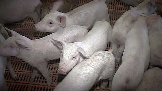 Trakų rajone rasta nelegalių kiaulių