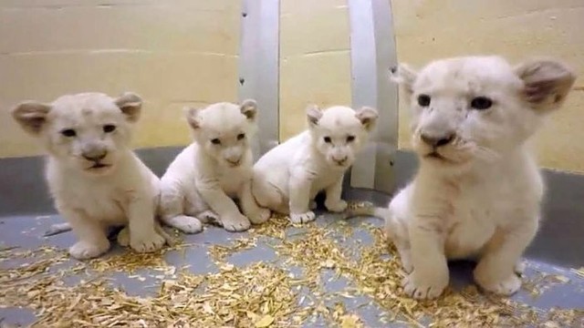 Reti baltųjų liūtų jaunikliai švenčia 2 mėnesių gimtadienį