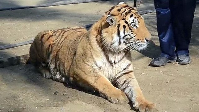 Iš zoologijos sodo pabėgęs tigras laisve džiaugėsi net mėnesį