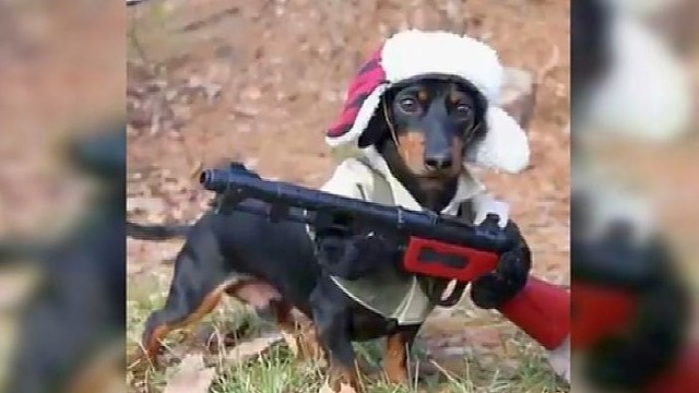 Linksmas vaizdelis: šeimininkas paruošė savo šunį į medžioklę