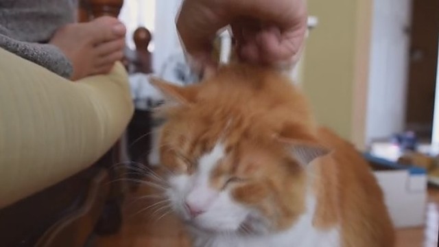 Neįprastai murkiantis katinas užkariauja internautų širdis