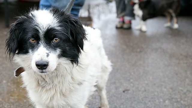 Galina Kučinskienė apie sudegusius šunis: „Labai skaudi tema“