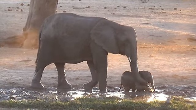 Prajuokins: mažylis drambliukas nenori maudynių pabaigos