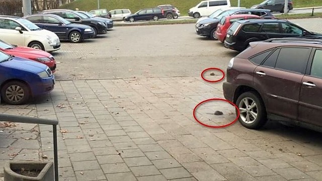 Žiūrovas užfiksavo Vilniaus centre lakstančias dideles žiurkes