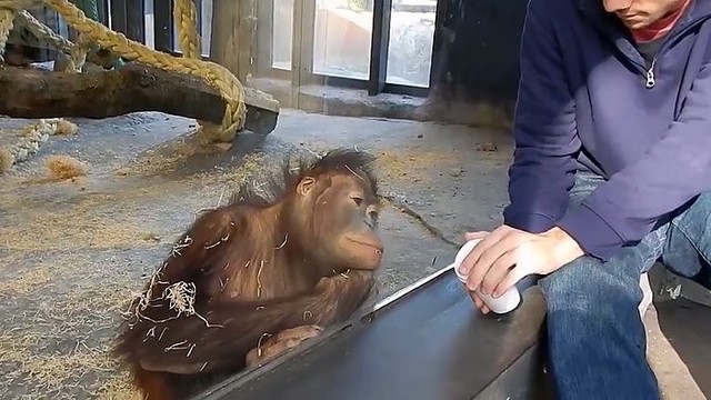 Orangutangui parodė magijos triuką – negalėjo sulaikyti juoko