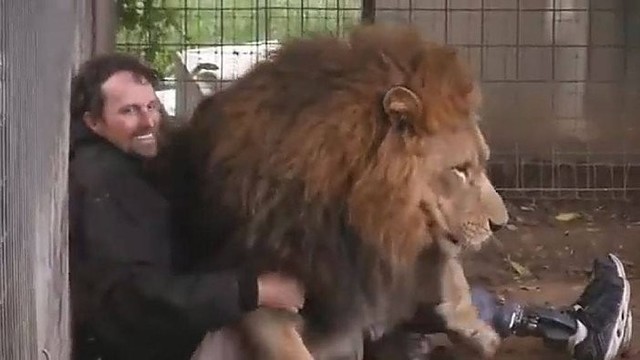 Neįtikėtina liūto, taksų ir žmogaus draugystė