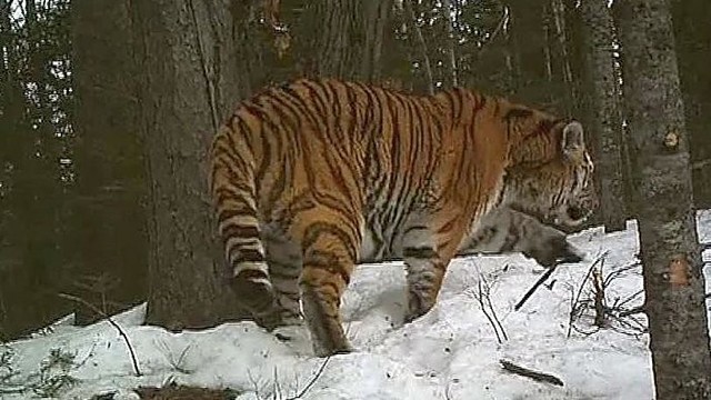 Sibire stebimas neįprastas reiškinys - migruojantys tigrai
