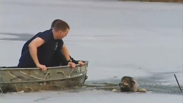 Į ledinį vandenį įlūžęs šuo maldavo žmonių pagalbos