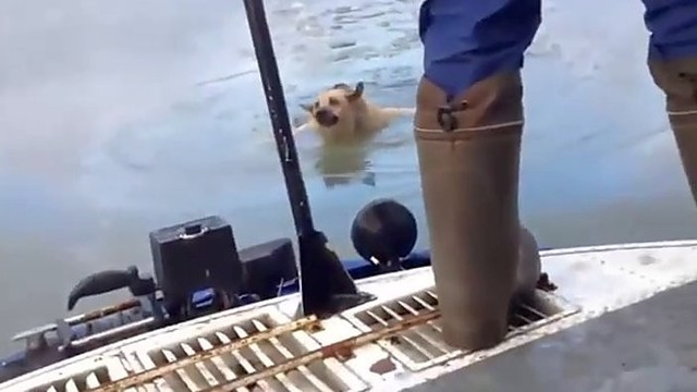 Geraširdžiai žvejai išgelbėjo ledinėje upėje skęstantį šunį