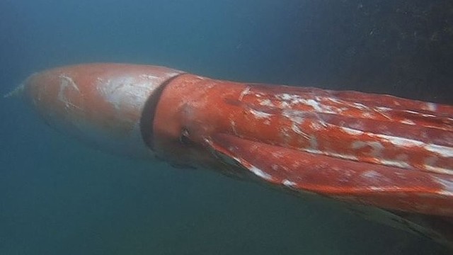Į įlanką Japonijoje atklydo įspūdingo dydžio kalmaras