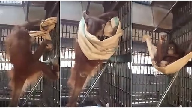 Savarankiškas orangutanas nustebino net savo prižiūrėtojus