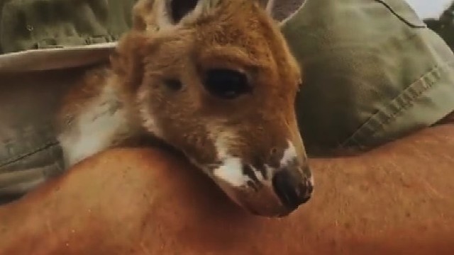 Nufilmavo kengūrą: mielas poelgis pralinksmino net prižiūrėtoją