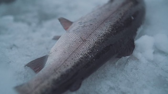 Naujų žvejybos plotų paieška: Skandinavijos kryptis (II)