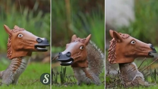 Su arklio galva šokanti voverė privers griebtis už pilvų