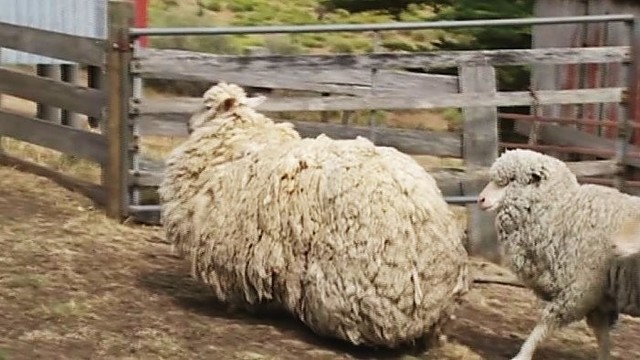 Įspūdingus kailinius užsiauginusiai aviai grėsė mirtis