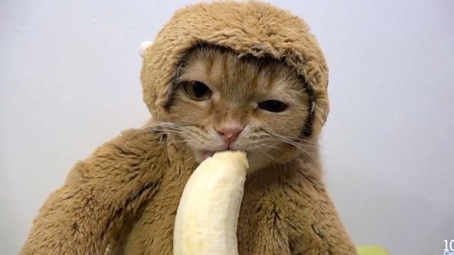 Interneto sensacija – katė beždžionės kostiume