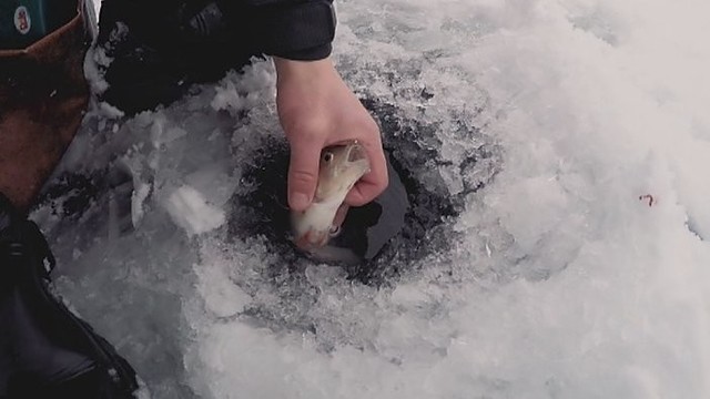 Ešerių žvejyba Dzūkijoje – kas slepiasi po ledu? (II)